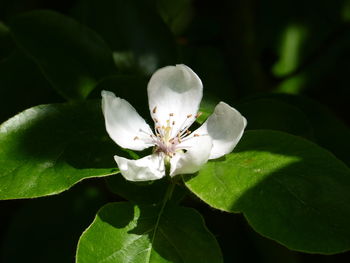 Close-up of white lotus on plant