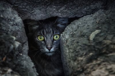 Portrait of black cat