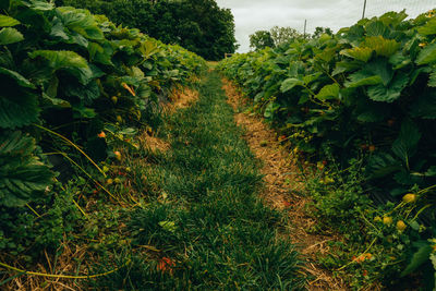 Plants growing on field