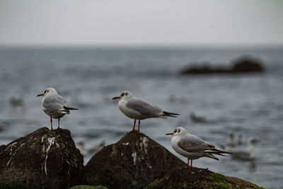 Seagulls perching on a sea