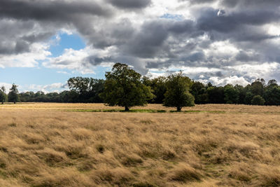 Trees on field against sky