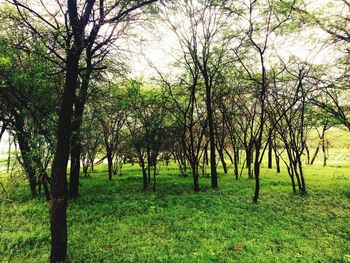 Scenic view of green landscape