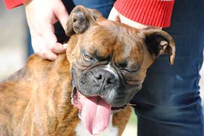 Hands tightening collar of dog