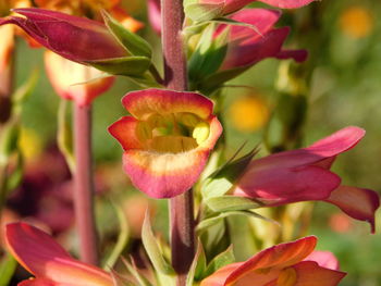 Close-up of pink flowering plant