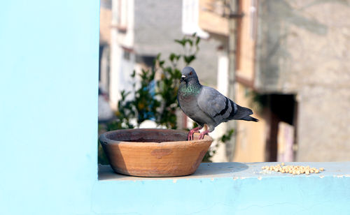bird