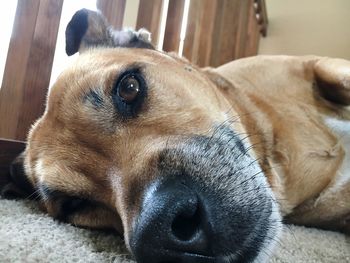 Close-up portrait of dog