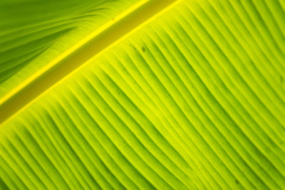 Full frame shot of palm leaves