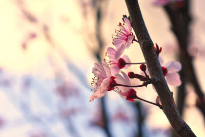 Close-up of pink cherry blossoms in spring