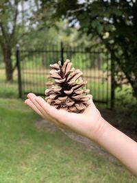 Close-up of hand holding pine cone on field