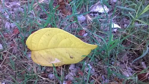 Yellow leaf on field