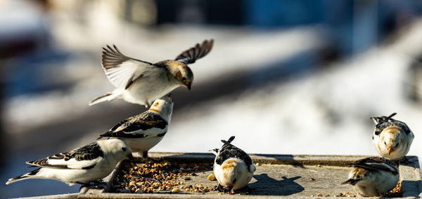 Close-up of birds feeding