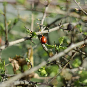 Close-up of berries growing on tree