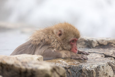 Japanese snow monkey in hot spring