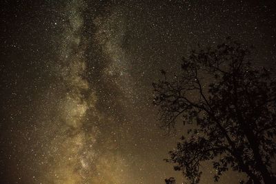 Low angle view of trees against sky at night