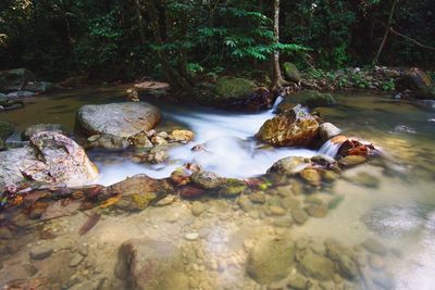 Scenic view of waterfall in forest