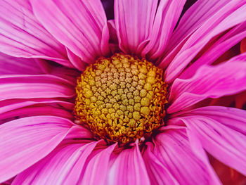 A lush view of a daisy flower up close