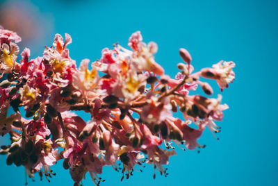 Low angle view of cherry blossoms against blue sky