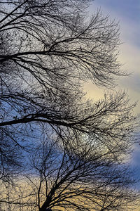 Low angle view of silhouette bare tree against sky during sunset