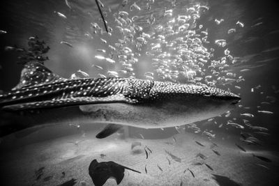 Close-up of fish swimming in aquarium