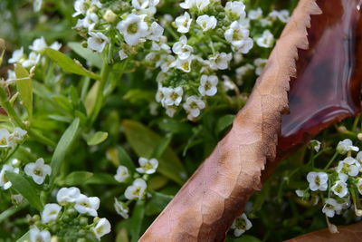 Close-up of woman with flowers