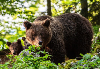 Close-up of bear