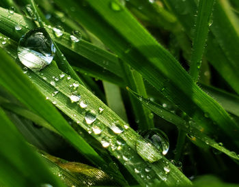 Close-up of water drops on green leaf