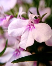 Close-up of pink flower blooming outdoors