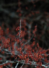 Close-up of autumn leaves on tree