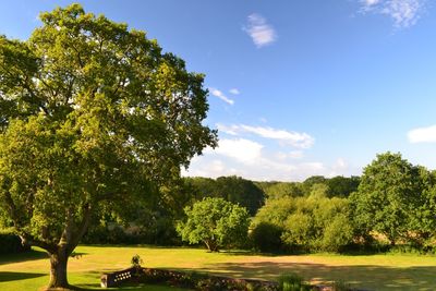 Trees in park