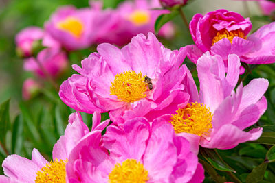 Close-up of pink flowering plant