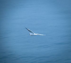 Seagull flying over sea