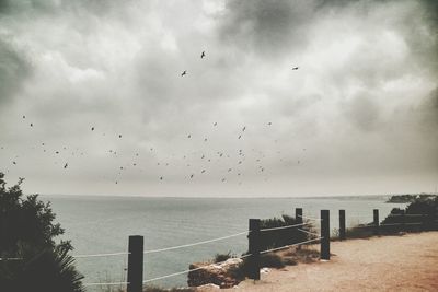 Flock of birds flying over sea