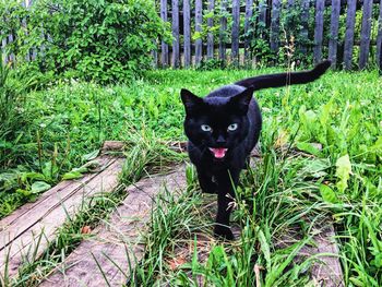 Portrait of black cat on grass