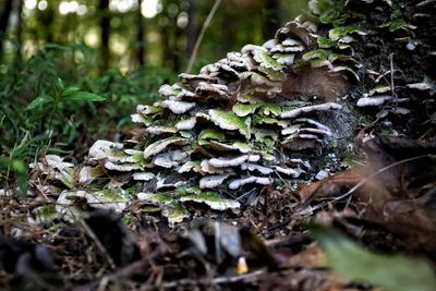 Close-up of moss growing on tree trunk