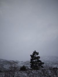 Single tree on landscape against sky