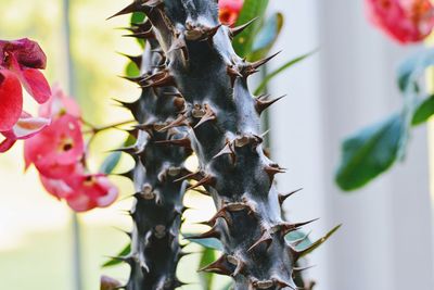 Close-up of insect on plant