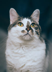 Close-up portrait of cat