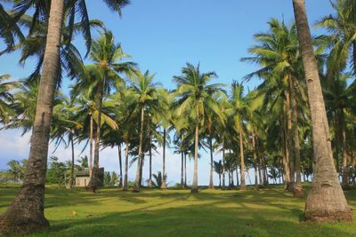 Palm trees on landscape against sky
