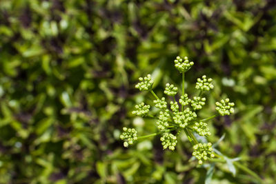 Close-up of flowers against blurred background