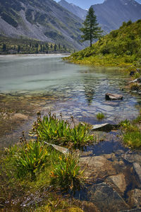 Scenic view of lake by trees