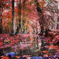 Reflection of trees in water