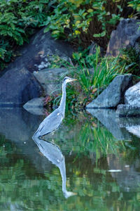 View of bird on rock by lake