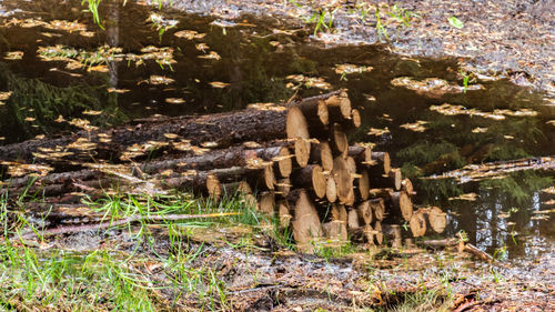 Stack of logs on field in forest
