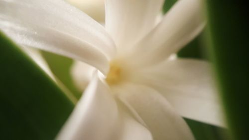 Close-up of white flowers blooming outdoors