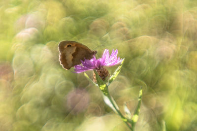 Close-up of butterfly on purple flower