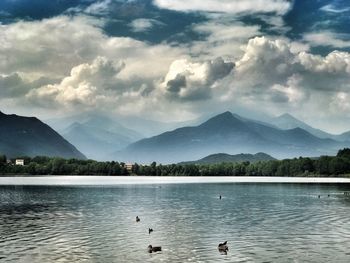 Swans swimming in lake against mountains