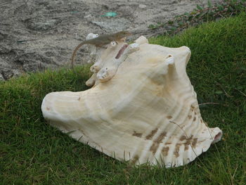 Close-up of animal skull on field