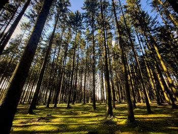Low angle view of trees in forest
