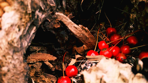 Close-up of red rose