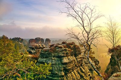 Plants growing on rock against sky during sunset